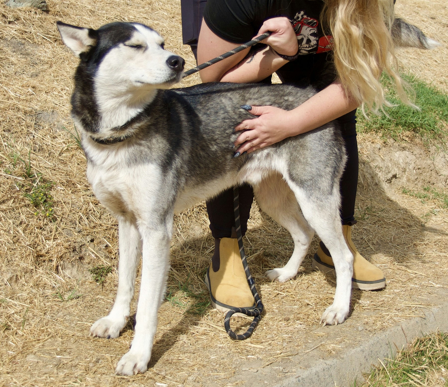 Dog for adoption Burns, a Siberian Husky in Grass Valley, CA Petfinder