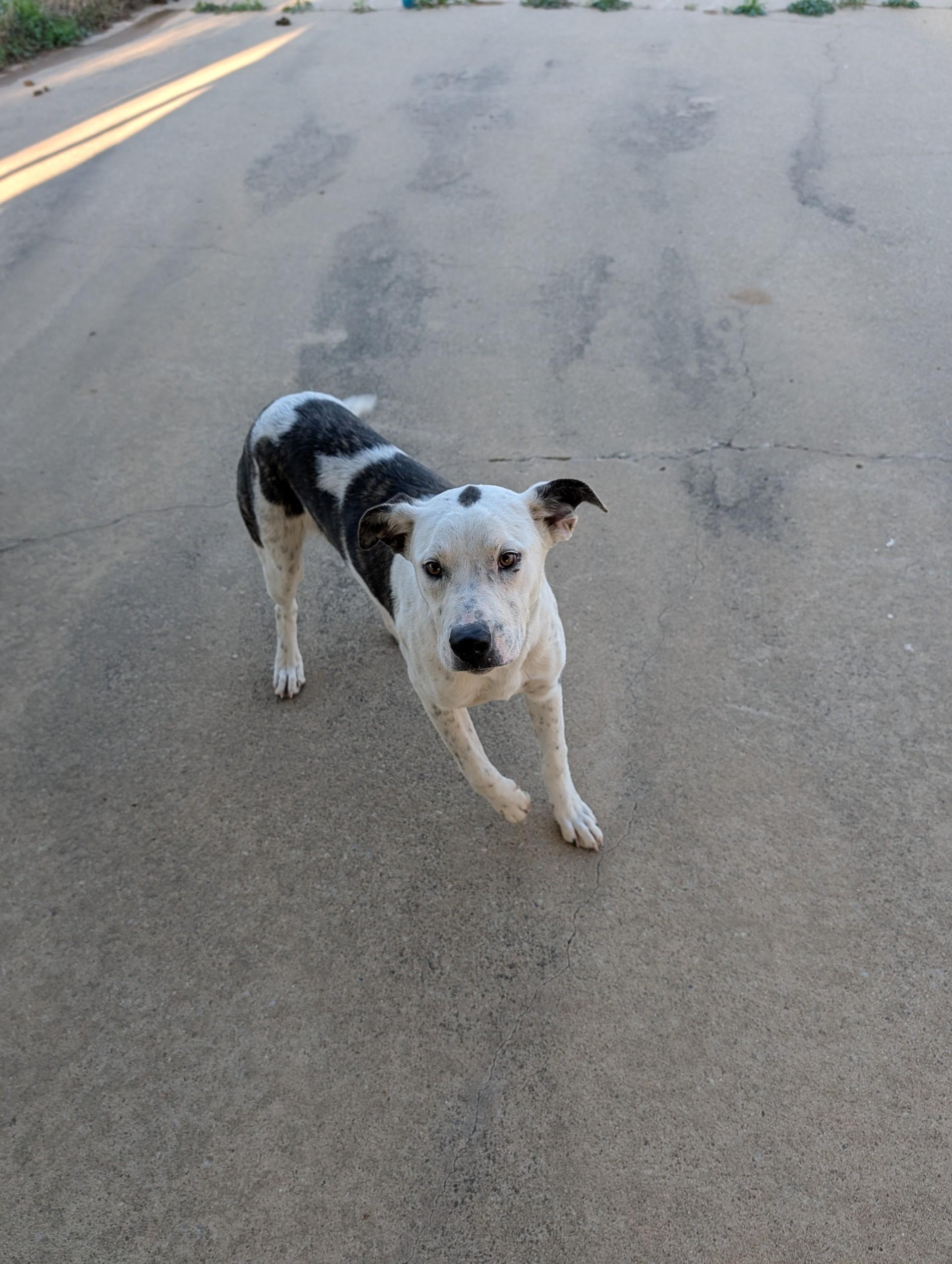Enlarge Diamond, a ADOPTABLE mixed breed in Winnsboro, TX image 1/1
