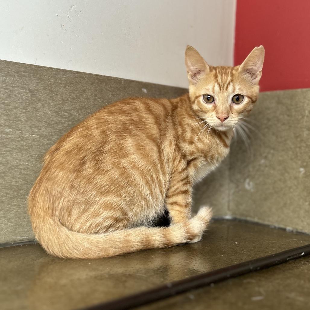 Grimm, Adoptable, Kitten Male Domestic Short Hair.