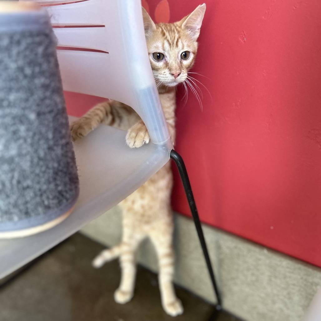 Enlarge Grimm, a Adoptable Domestic Short Hair in Green Bay, WI image 2/6