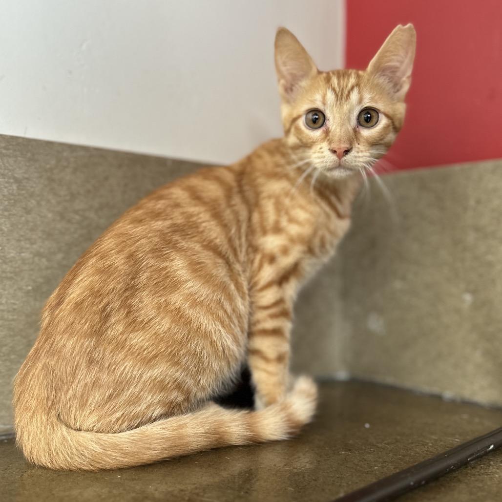 Enlarge Grimm, a Adoptable Domestic Short Hair in Green Bay, WI image 3/6