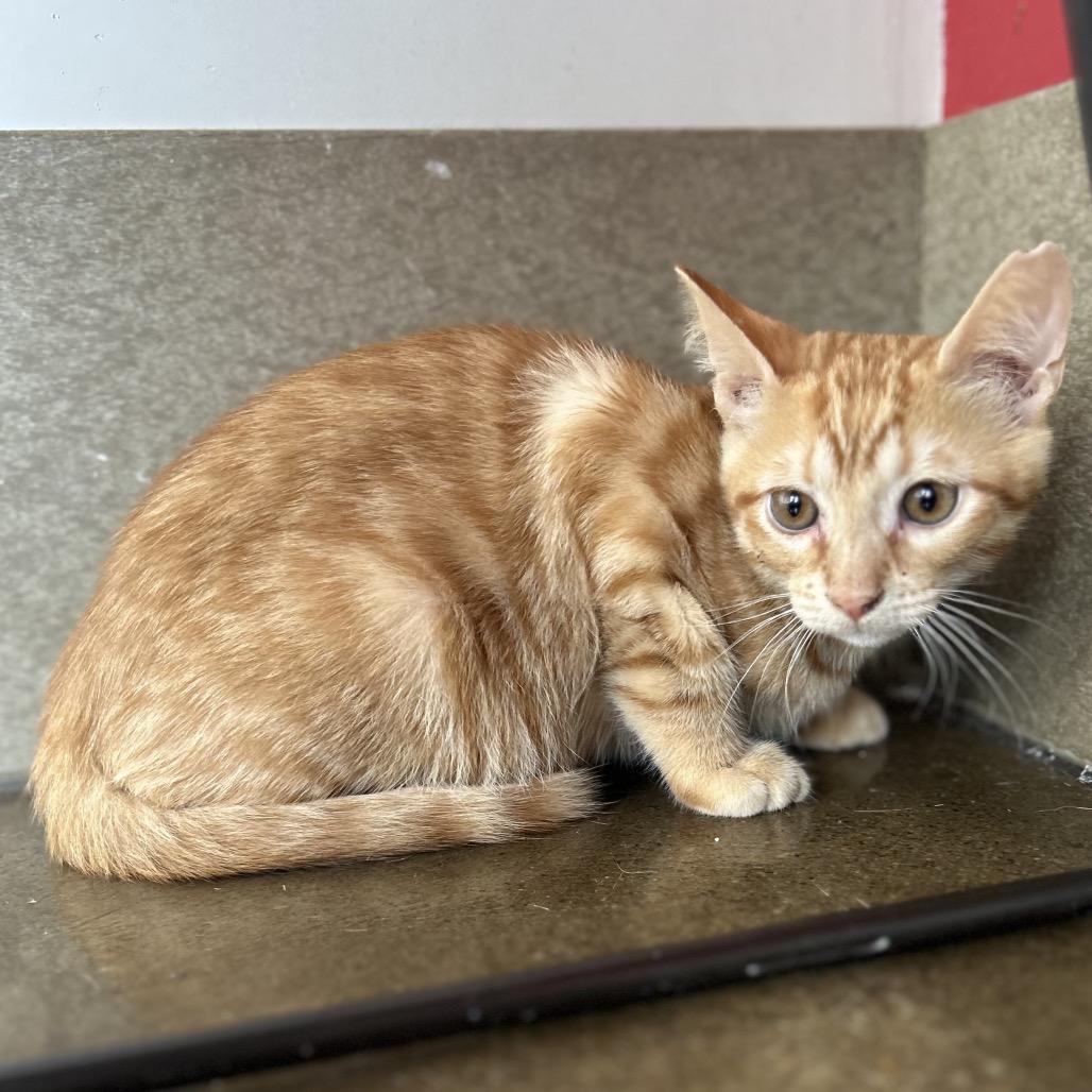 Enlarge Grimm, a Adoptable Domestic Short Hair in Green Bay, WI image 4/6