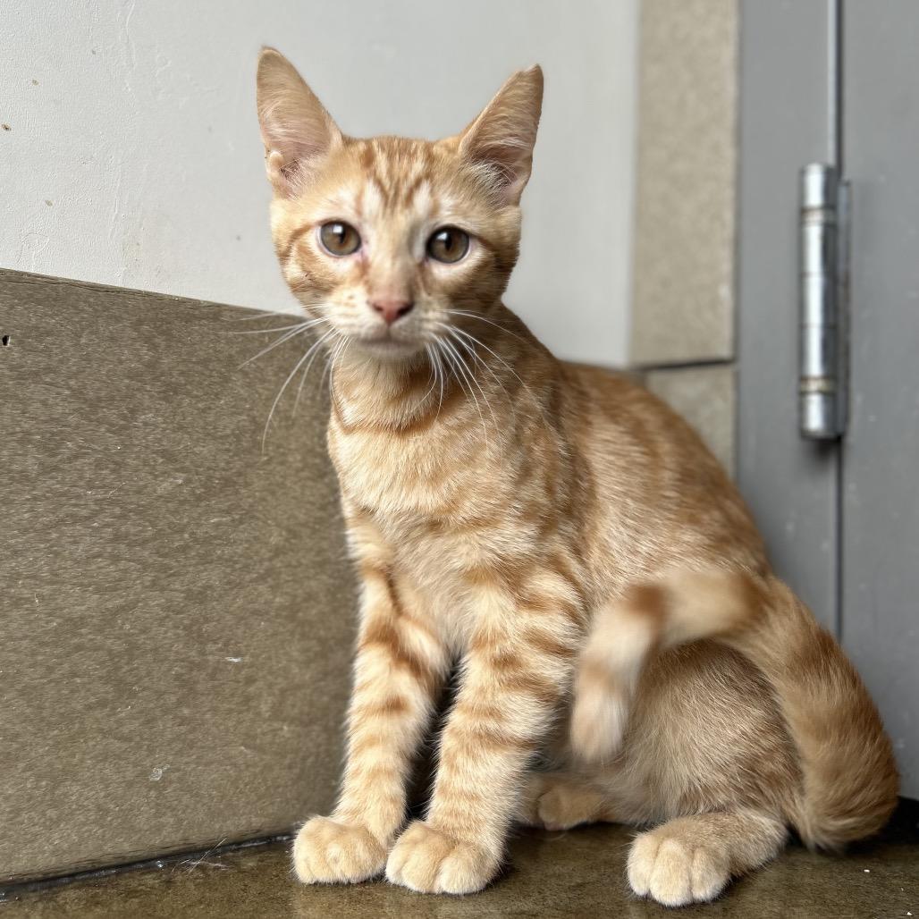 Enlarge Grimm, a Adoptable Domestic Short Hair in Green Bay, WI image 5/6