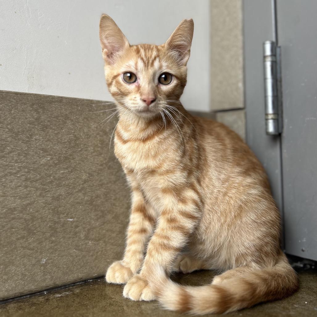 Enlarge Grimm, a Adoptable Domestic Short Hair in Green Bay, WI image 6/6