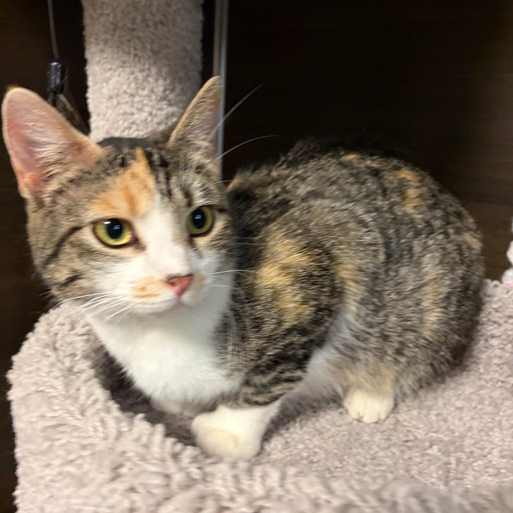 Big Steppa, Adoptable, Adult Female Domestic Short Hair.