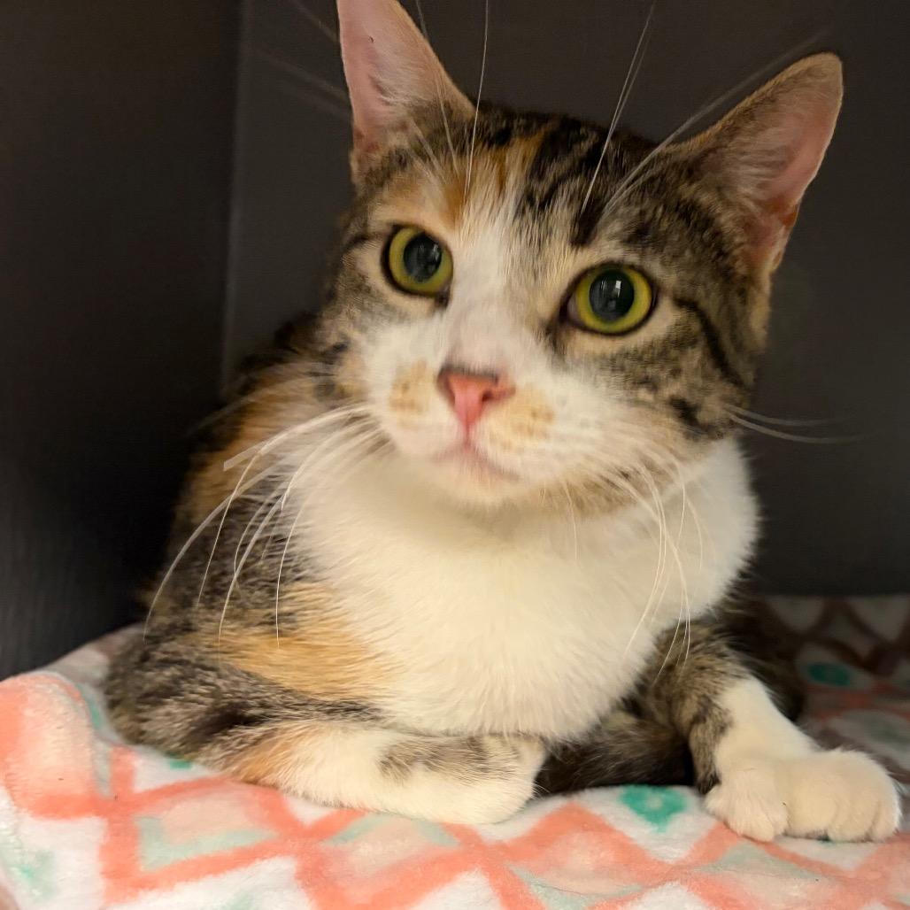 Enlarge Big Steppa, a Adoptable Domestic Short Hair in Hamburg, NY image 2/2