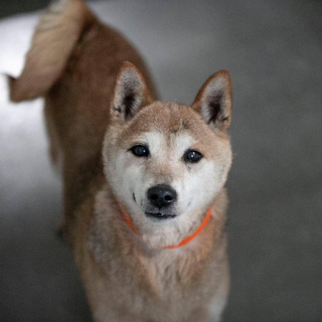 Mandy (MR26-332), Adoptable, Senior Female Shiba Inu.