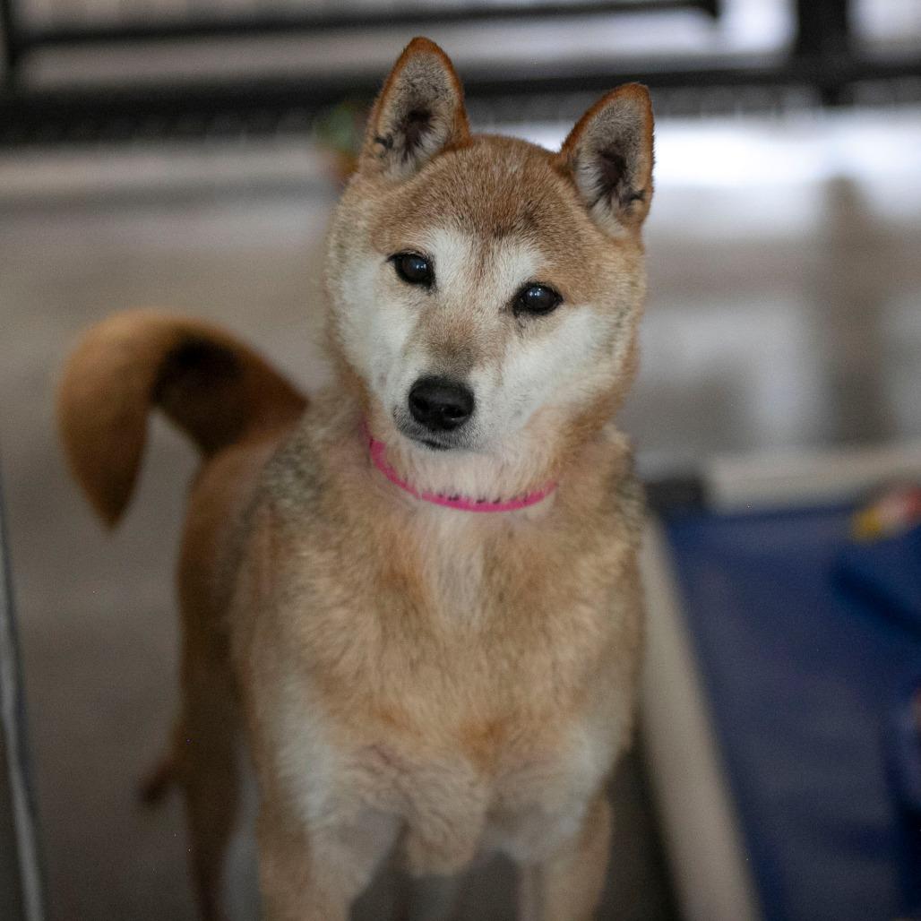 Enlarge Mandy (MR26-332), a Adoptable Shiba Inu in Peyton, CO image 2/3