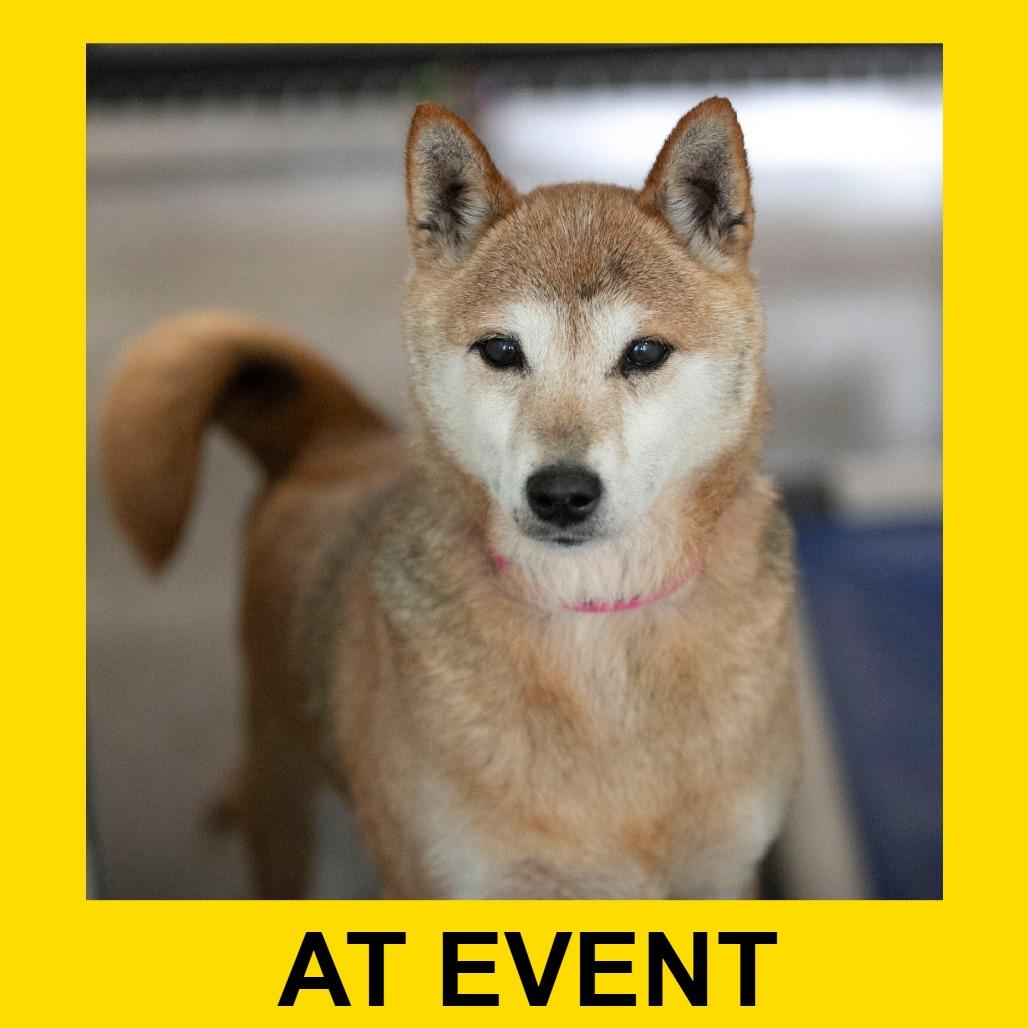 Mandy (MR26-332), a Adoptable Shiba Inu in Peyton, CO image 3/4