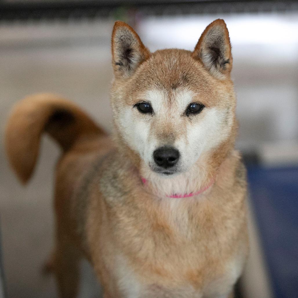 Enlarge Mandy (MR26-332), a Adoptable Shiba Inu in Peyton, CO image 3/3