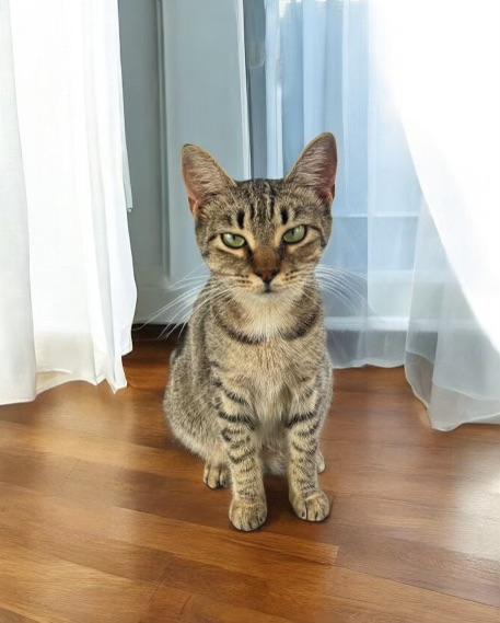 SADIE, Adoptable, Adult Female Tabby & Domestic Short Hair.