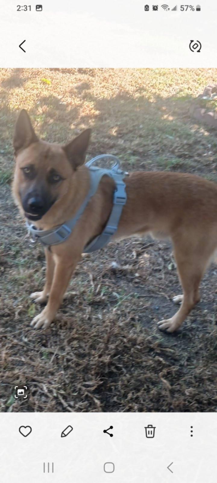 Enlarge Puppy (temp name), a Adopted mixed breed in Tracy, CA image 3/5