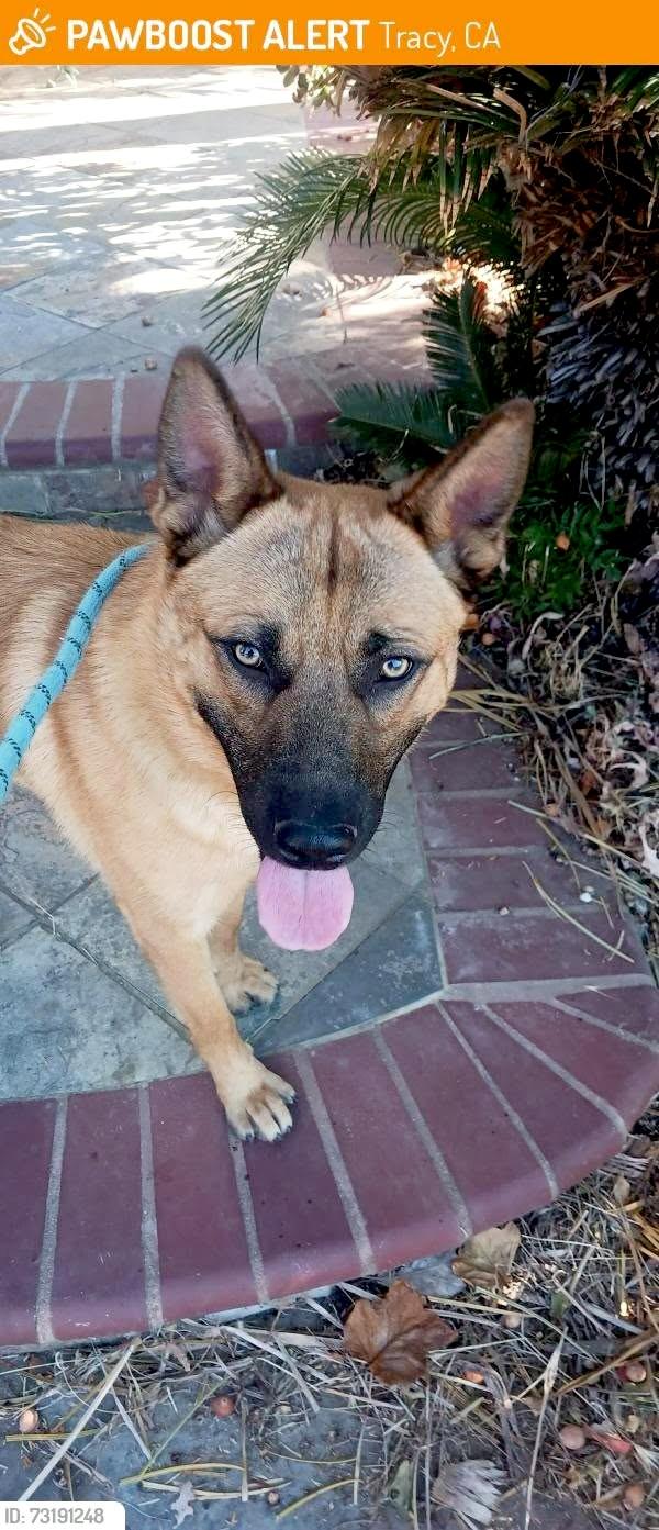 Puppy (temp name), Adopted, Puppy Male German Shepherd Dog & Belgian Shepherd / Malinois.