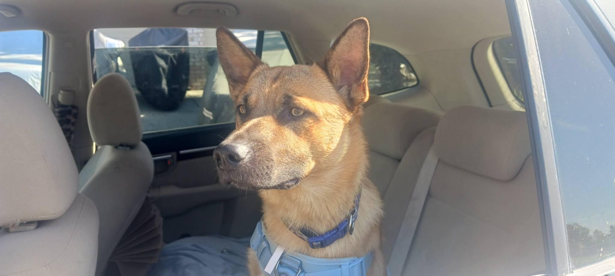 Enlarge Puppy (temp name), a Adopted mixed breed in Tracy, CA image 4/5