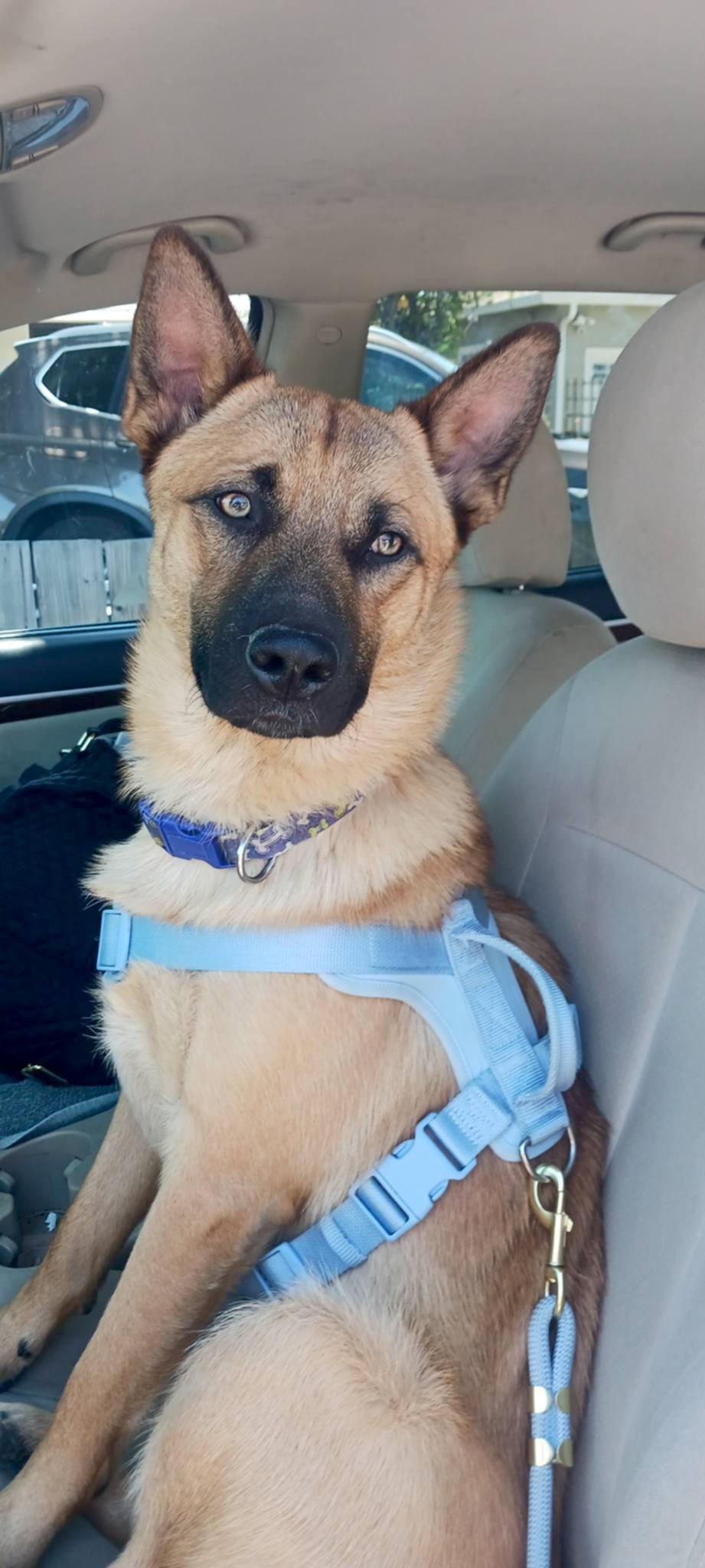 Enlarge Puppy (temp name), a Adopted mixed breed in Tracy, CA image 2/5
