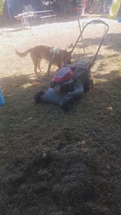 Enlarge Puppy (temp name), a Adopted mixed breed in Tracy, CA video 5/5