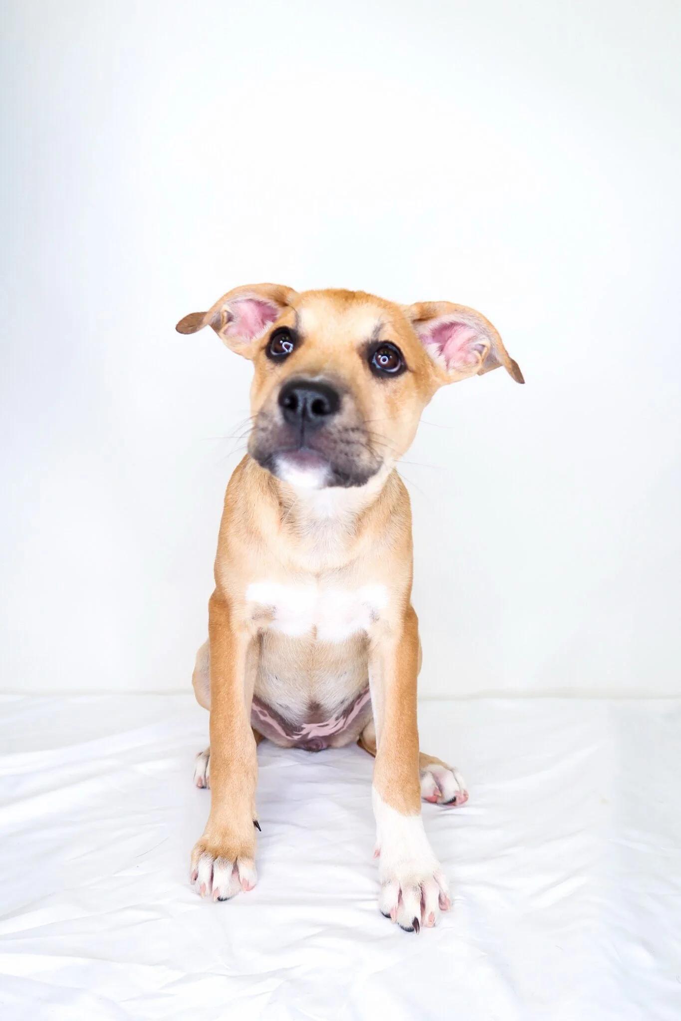 Raven, Adoptable, Puppy Female Pit Bull Terrier.