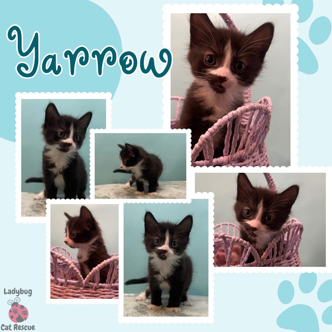 Enlarge Yarrow, a Adoptable Domestic Medium Hair in Douglas, MA image 5/5