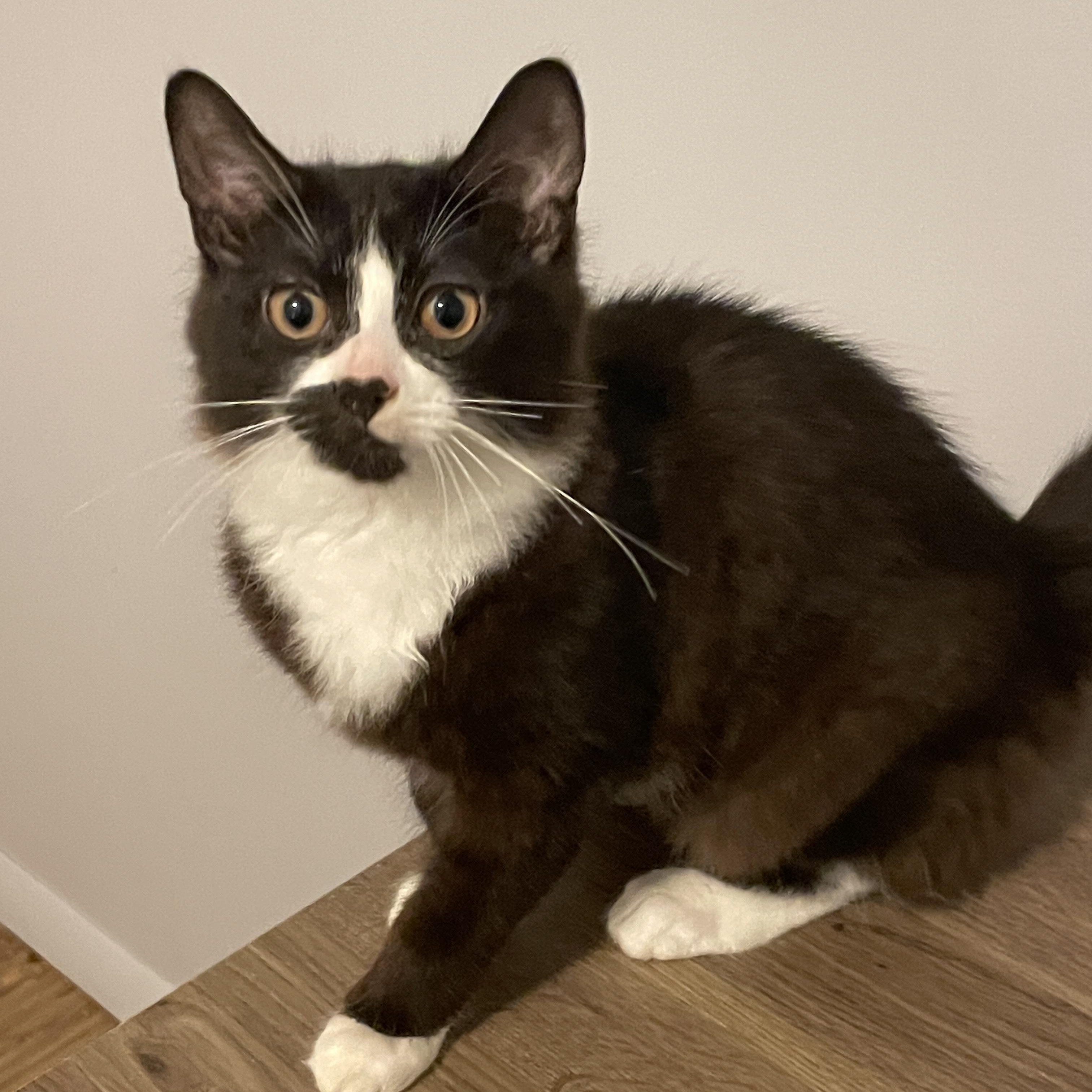 Enlarge Yarrow, a Adoptable Domestic Medium Hair in Douglas, MA image 4/5