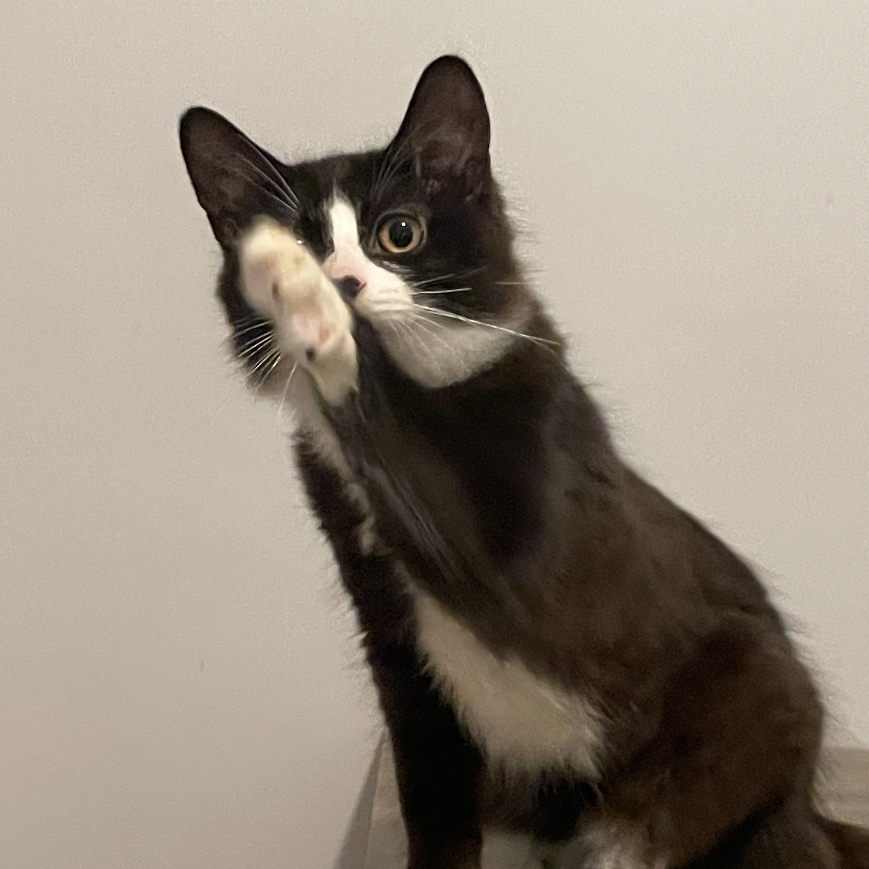 Yarrow, Adoptable, Kitten Male Domestic Medium Hair.