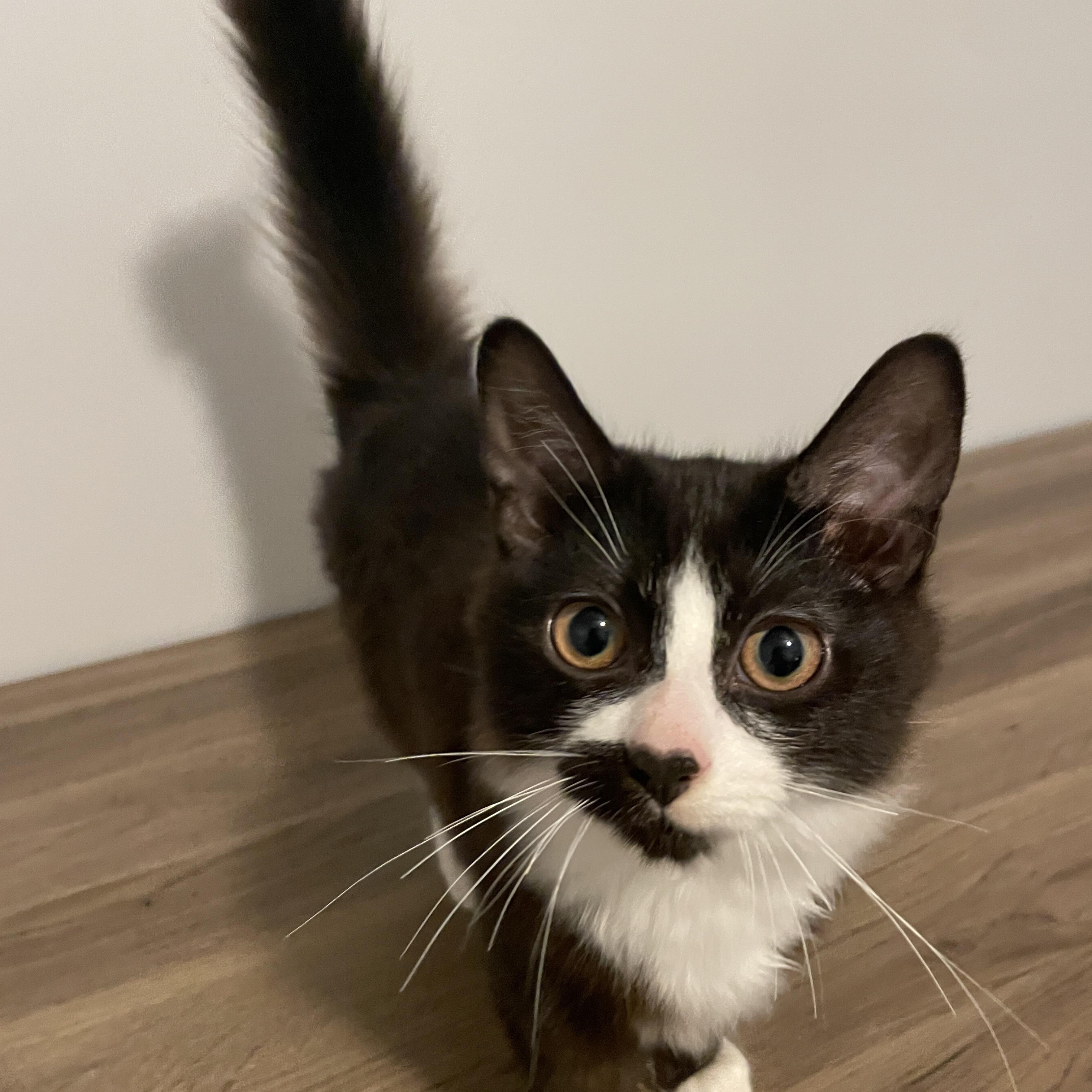 Enlarge Yarrow, a Adoptable Domestic Medium Hair in Douglas, MA image 3/5