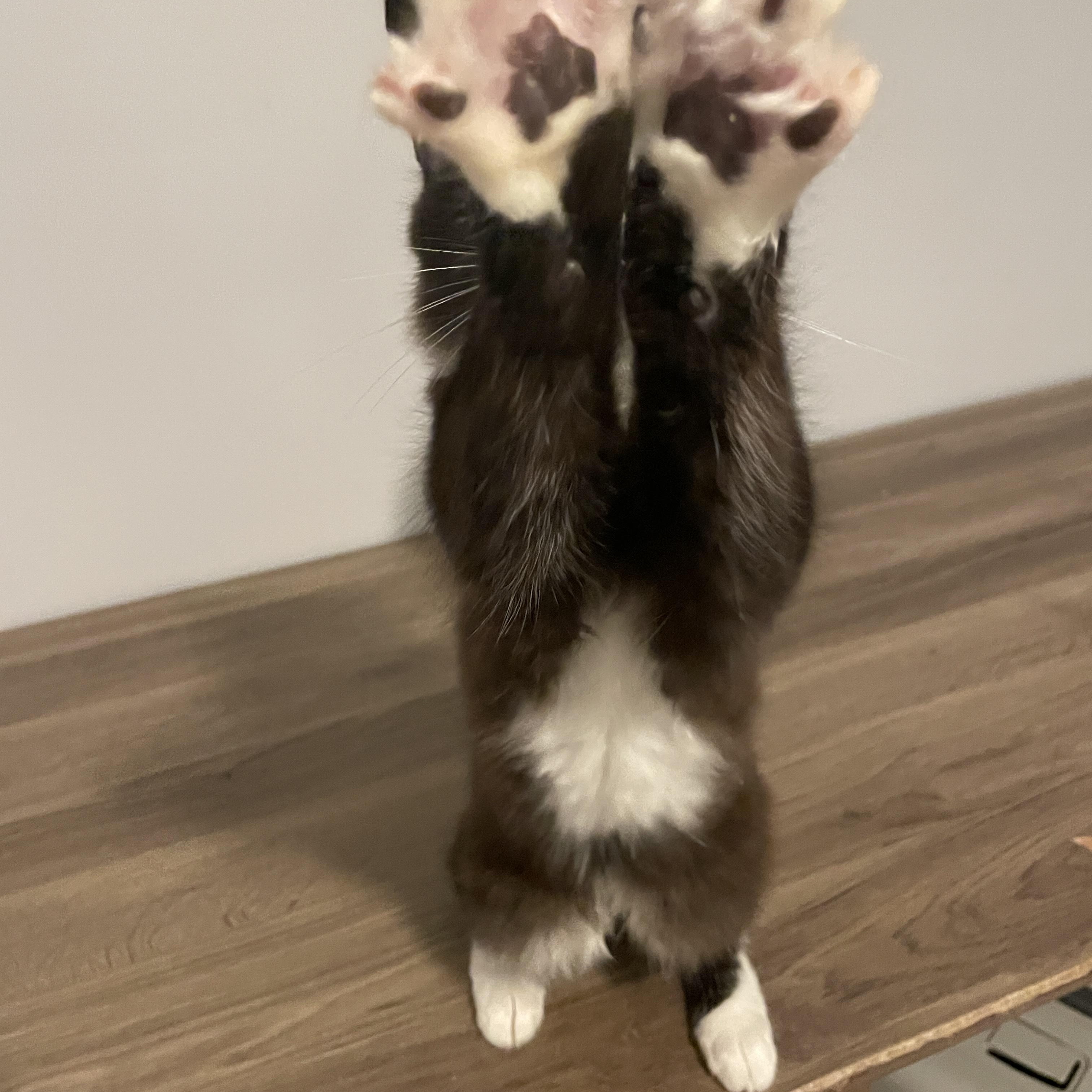 Enlarge Yarrow, a Adoptable Domestic Medium Hair in Douglas, MA image 2/5