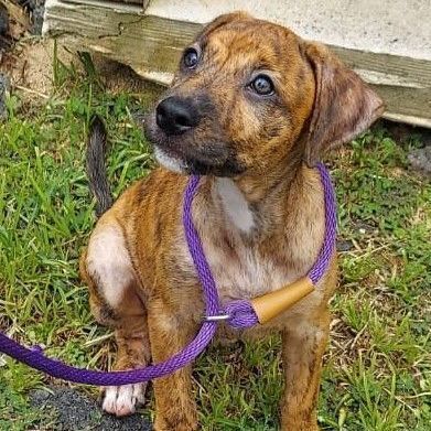 Leia, Adopted, Puppy Female Mixed Breed & Terrier.