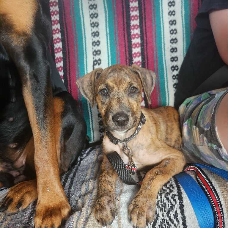Enlarge Leia, a Adopted mixed breed in Loiza, PR image 2/9