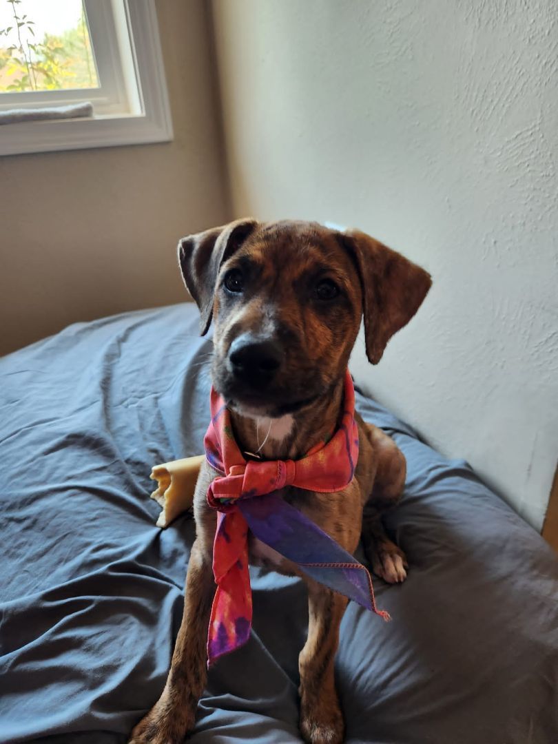 Enlarge Leia, a Adopted mixed breed in Loiza, PR image 3/9