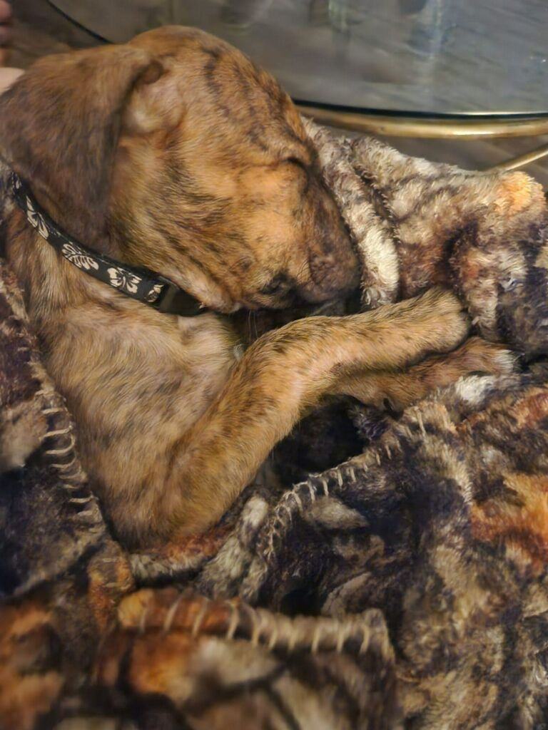 Enlarge Leia, a Adopted mixed breed in Loiza, PR image 4/9