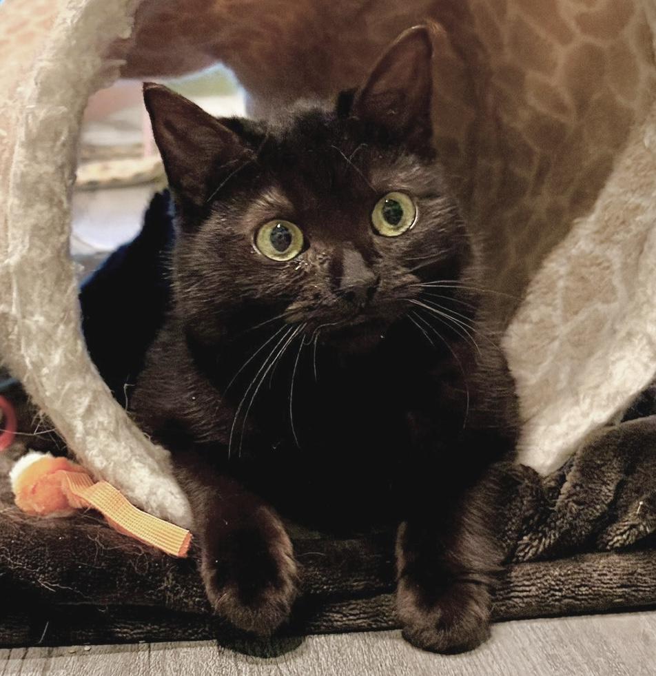 Forest, an adopted Domestic Short Hair in Toronto, ON image 5/6