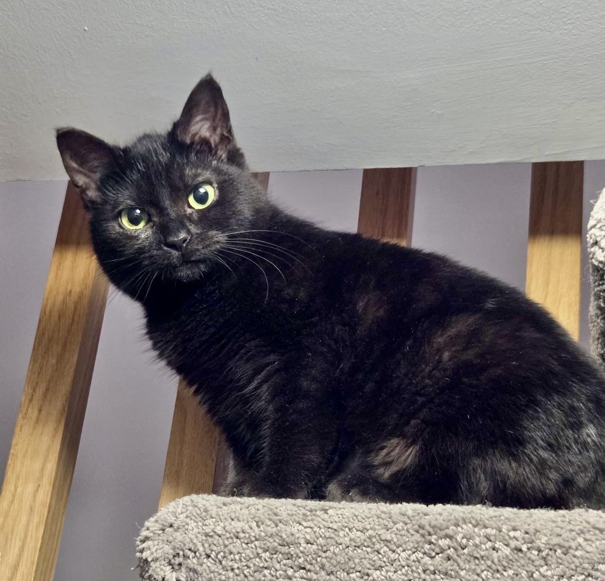 Forest, an adopted Domestic Short Hair in Toronto, ON image 3/6