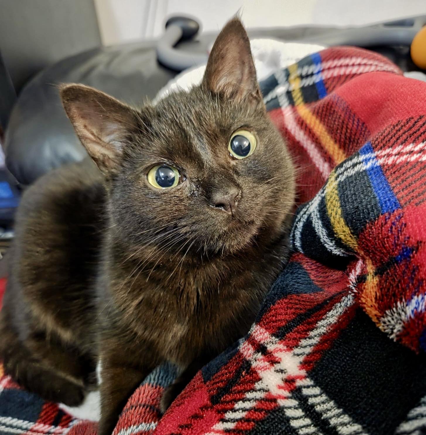 Forest, an adopted Domestic Short Hair in Toronto, ON image 2/6