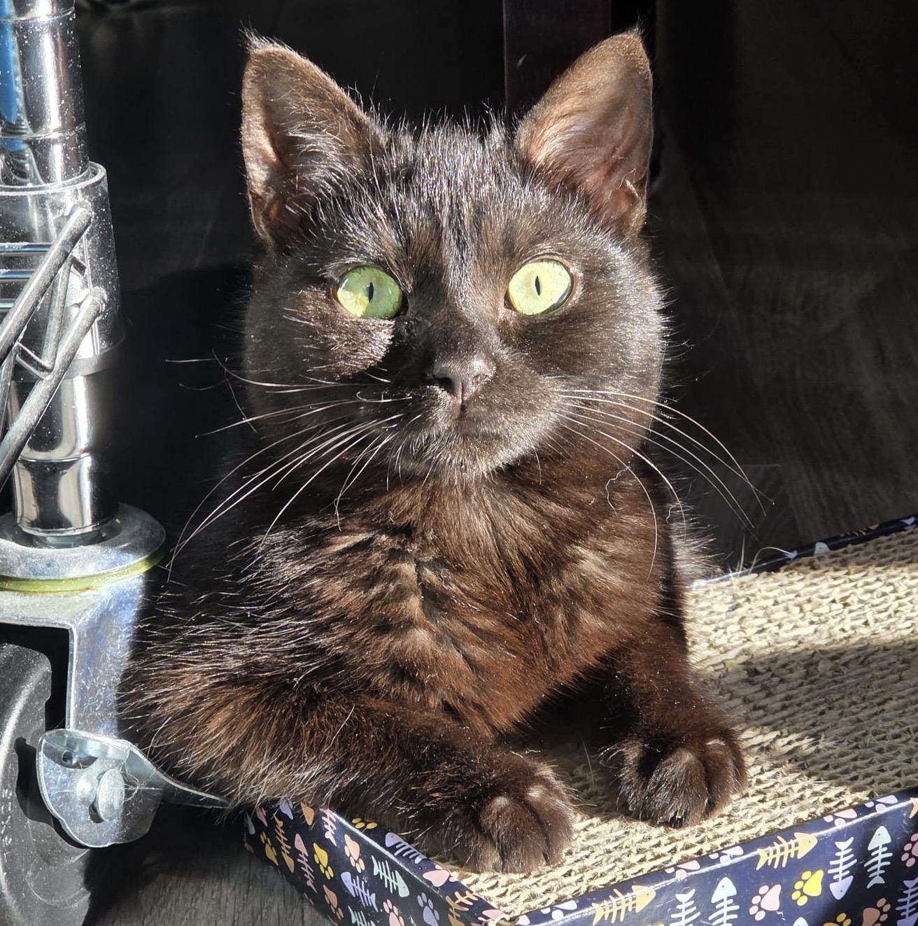 Forest, an adopted Domestic Short Hair in Toronto, ON image 4/6