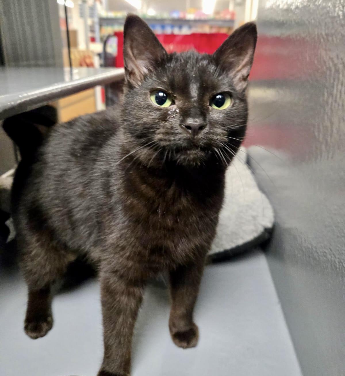 Forest, adopted, Kitten Female Domestic Short Hair.