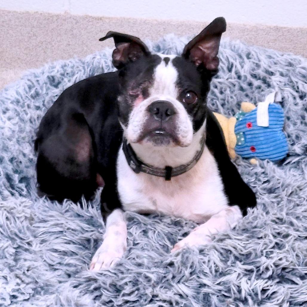 Fenway, a Adoptable Boston Terrier in South Burlington, VT image 1/6
