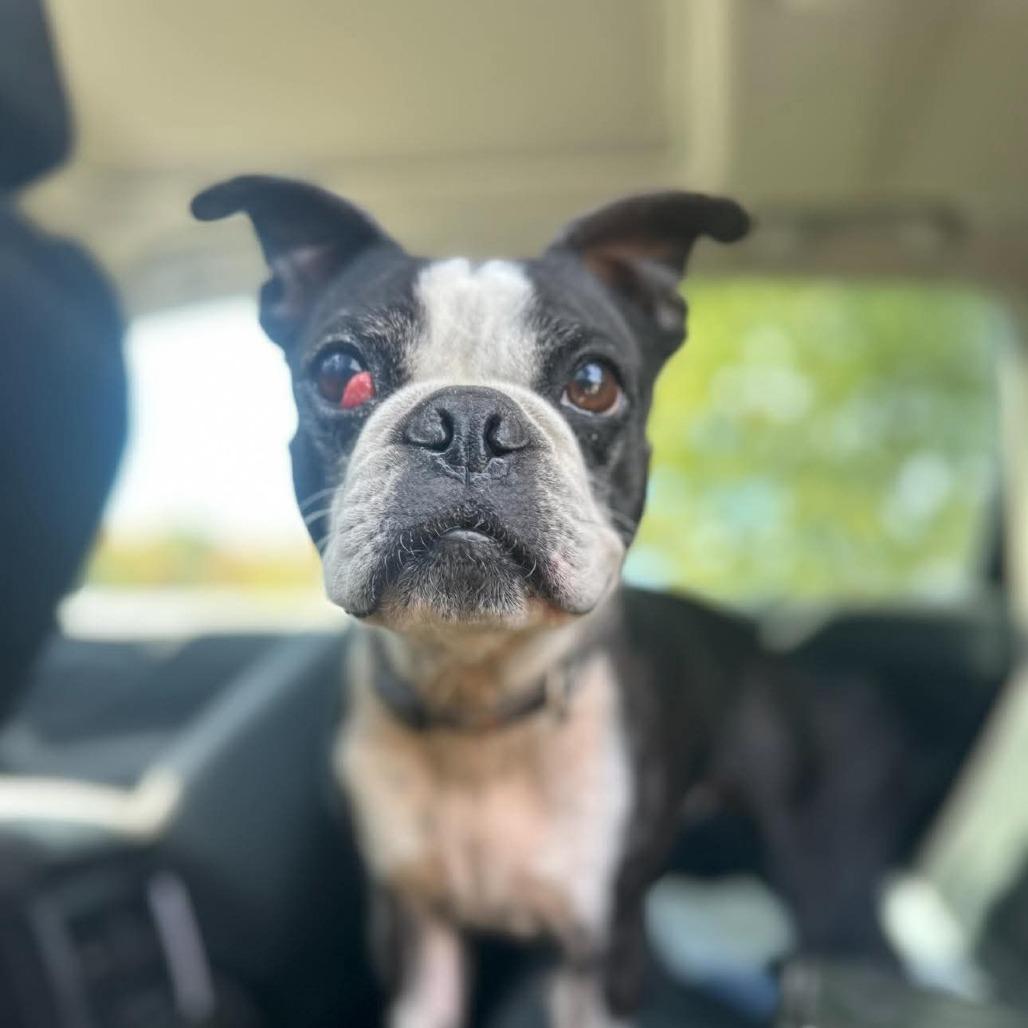 Fenway, a Adoptable Boston Terrier in South Burlington, VT image 3/6