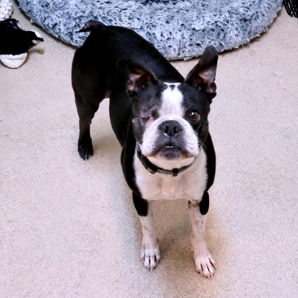 Fenway, a Adoptable Boston Terrier in South Burlington, VT image 4/6