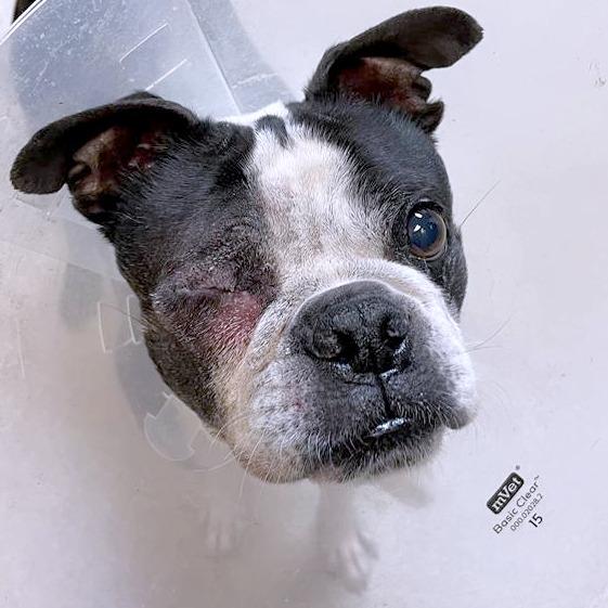 Fenway, a Adoptable Boston Terrier in South Burlington, VT image 5/6