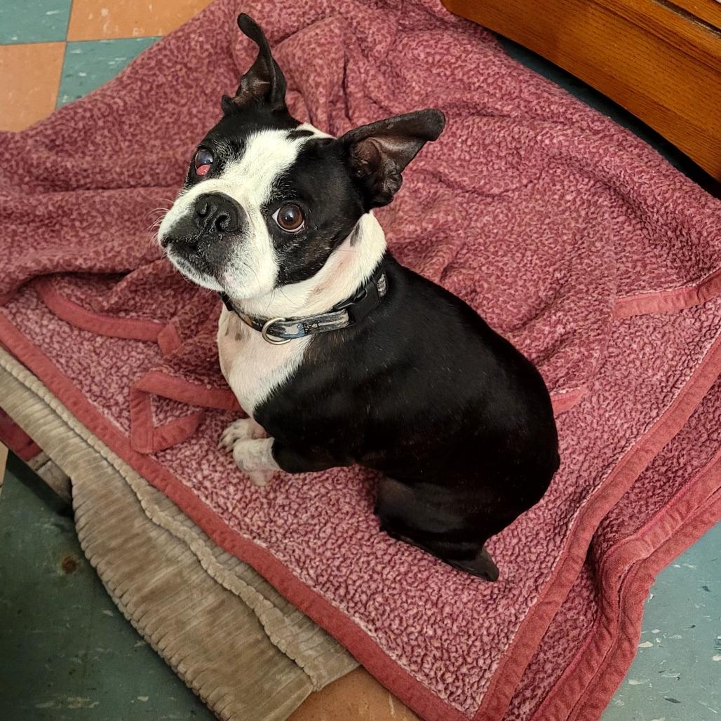 Fenway, a Adoptable Boston Terrier in South Burlington, VT image 6/6