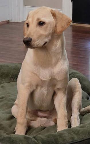 Enlarge Roux 13, an adopted Yellow Labrador Retriever in Killingworth, CT image 4/6