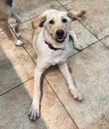 Enlarge Roux 13, an adopted Yellow Labrador Retriever in Killingworth, CT image 5/6
