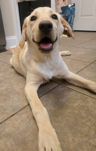 Enlarge Roux 13, an adopted Yellow Labrador Retriever in Killingworth, CT image 1/6