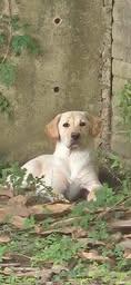 Enlarge Roux 13, an adopted Yellow Labrador Retriever in Killingworth, CT image 2/6