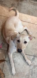 Enlarge Roux 13, an adopted Yellow Labrador Retriever in Killingworth, CT image 3/6