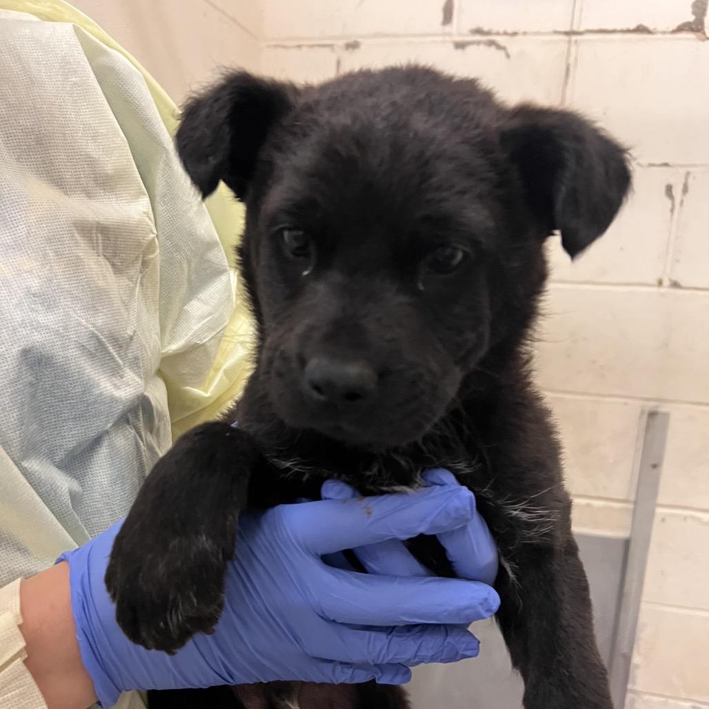 Enlarge Lord Falafel, a Adoptable mixed breed in Amarillo, TX image 1/6