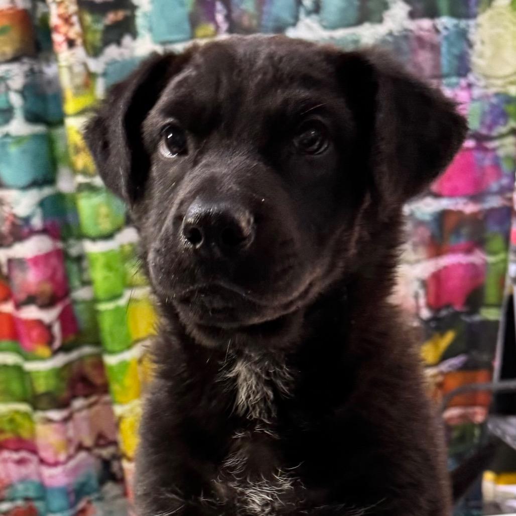 Enlarge Lord Falafel, a Adoptable mixed breed in Amarillo, TX image 2/6