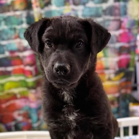 Enlarge Lord Falafel, a Adoptable mixed breed in Amarillo, TX image 3/6