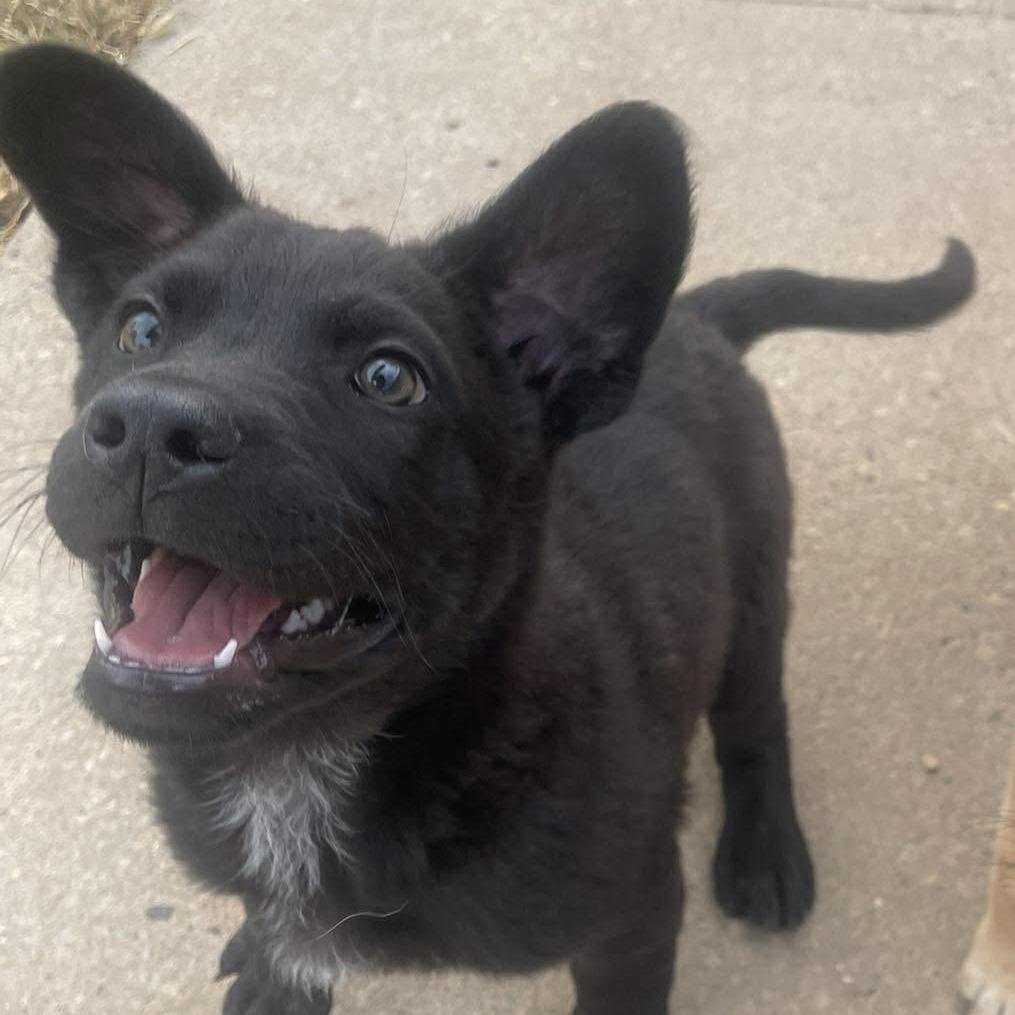 Enlarge Lord Falafel, a Adoptable mixed breed in Amarillo, TX image 4/6