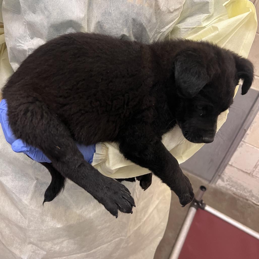 Enlarge Lord Falafel, a Adoptable mixed breed in Amarillo, TX image 5/6